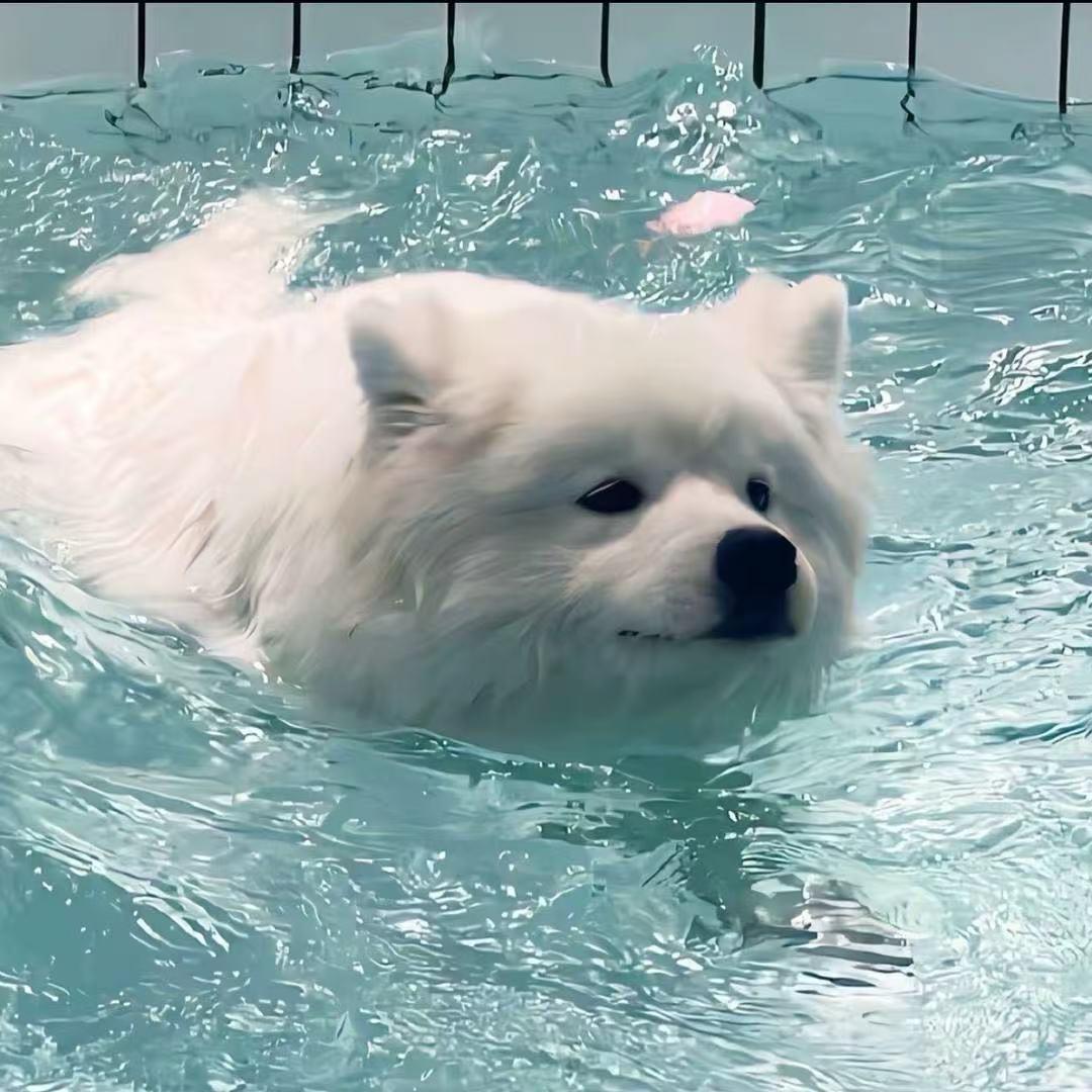 翻滚吧！番茄君🍅