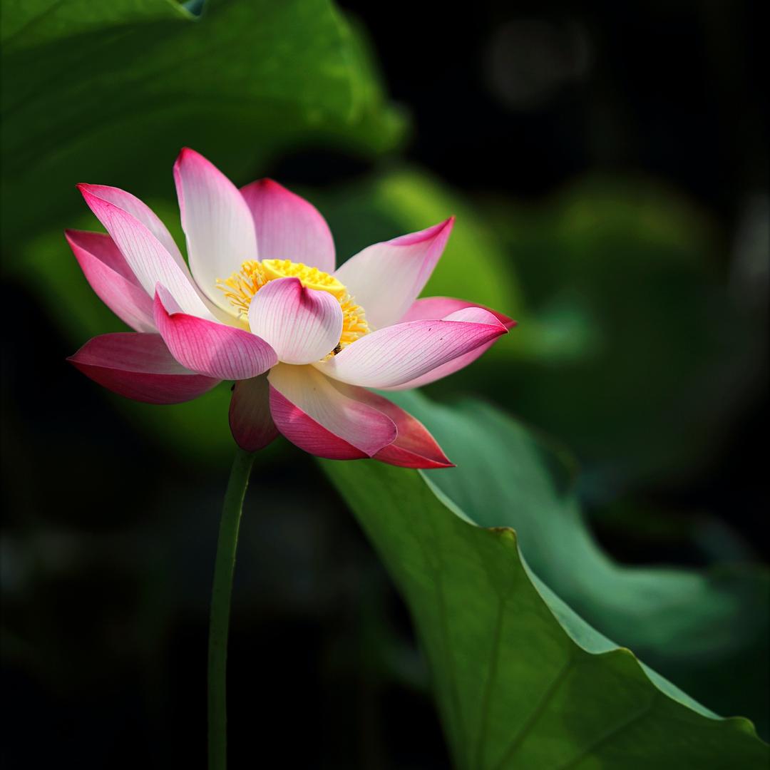 知念净尘智慧