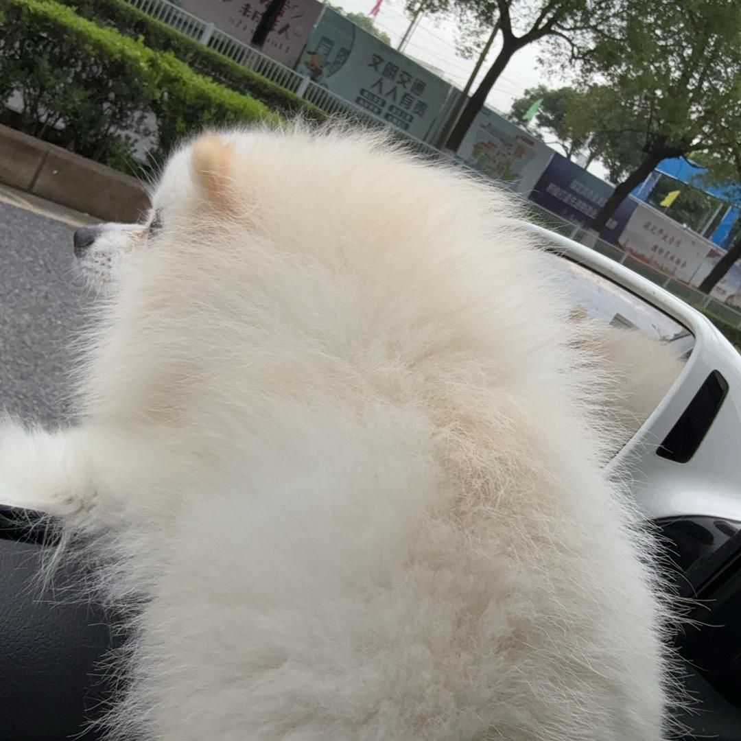 聚颂—蔡