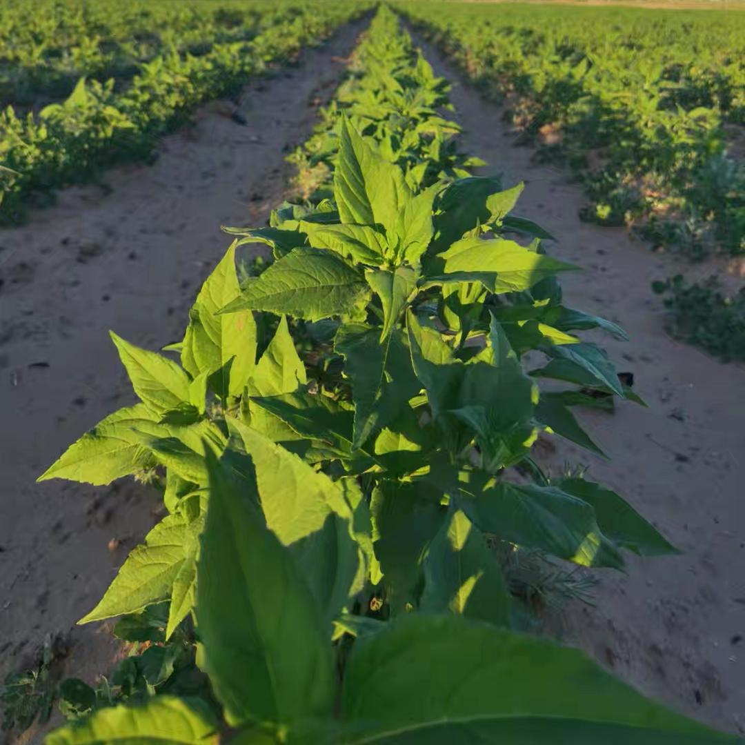 洋姜基地（种植销售服务）