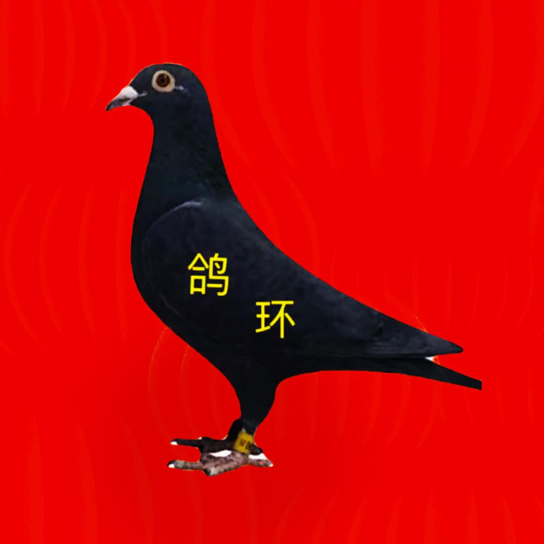 羽成鸽具用品