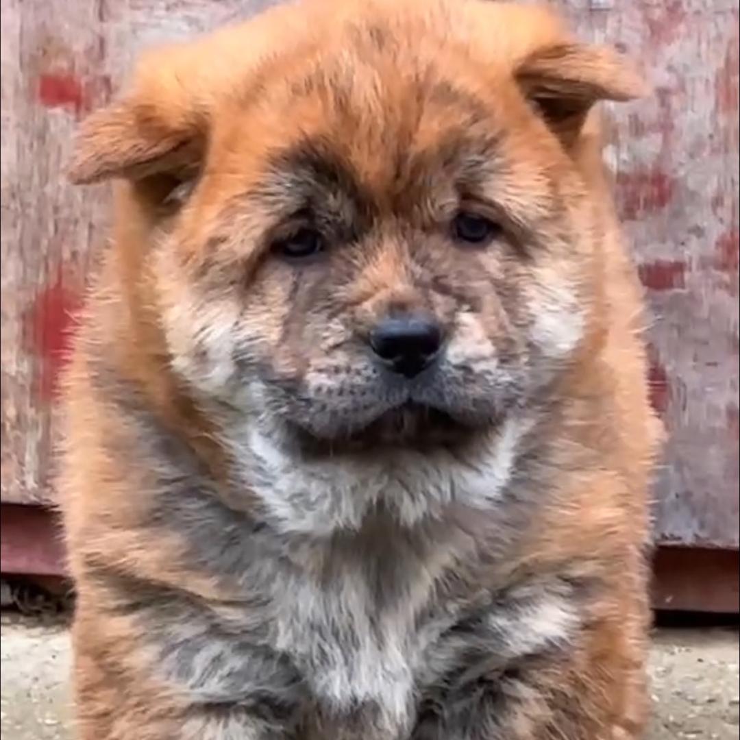 中华田园犬五黑犬虎斑犬
