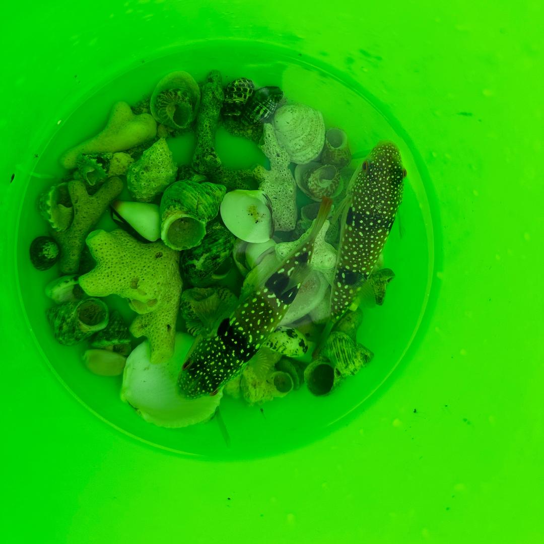 💕柠檬·有点甜