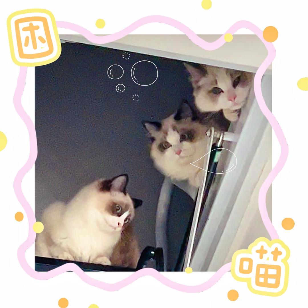 奔腾的猫