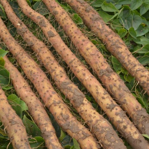 蠡县禾茂农产品