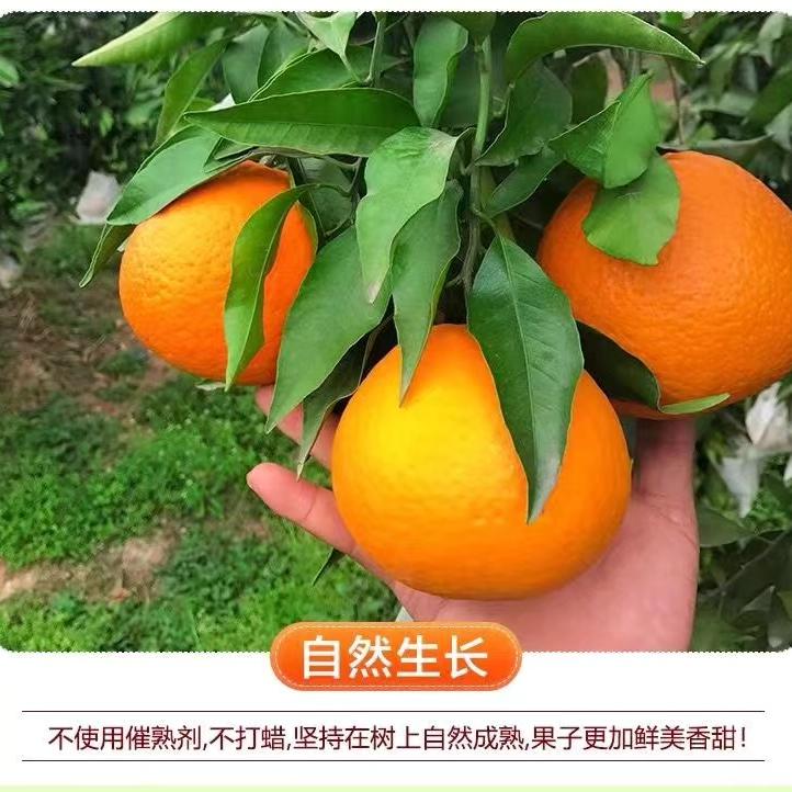麻婆婆农场