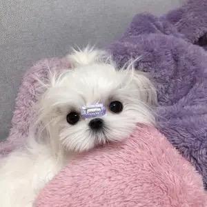 多吃香菜