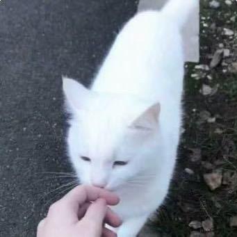脸¹点也不圆