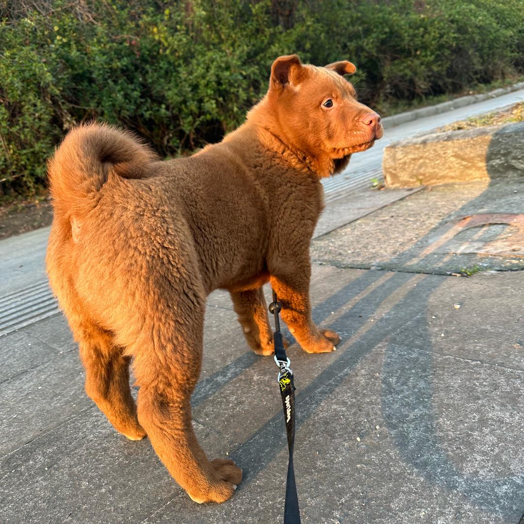 大福小五两兄弟