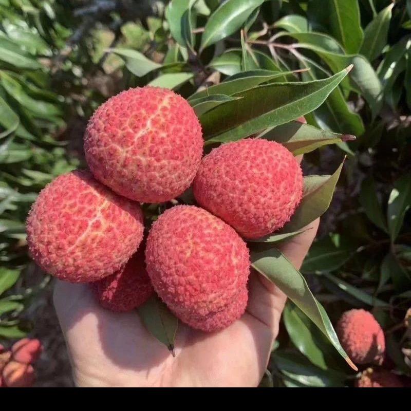 微雅果树苗木专营店薇雅苗木