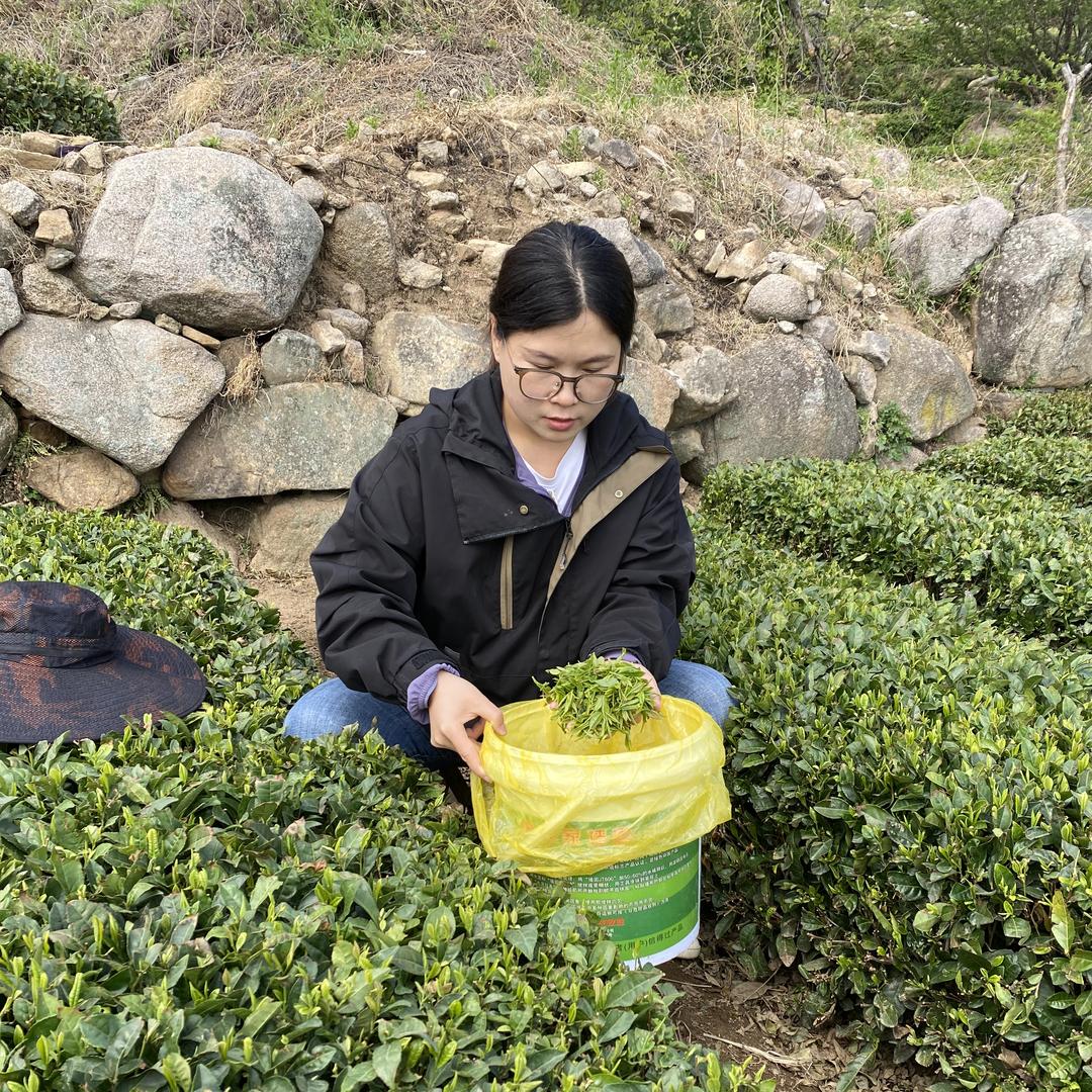 崂品春茶业（崂山茶）