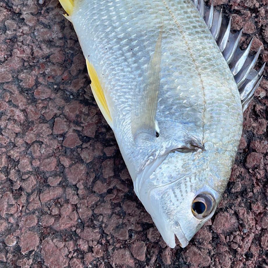 海海罗非鱼