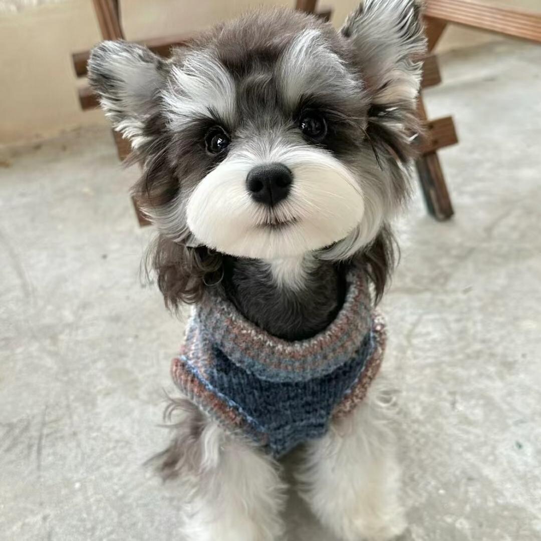 阿阳家庭繁育雪纳瑞比熊😀