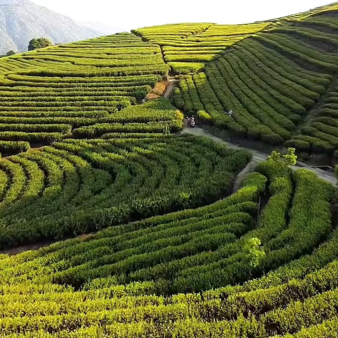 龙禾茶业