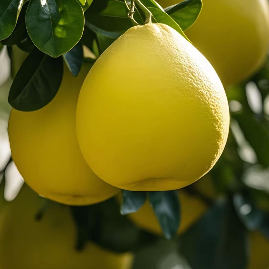 柚子（好物推荐）