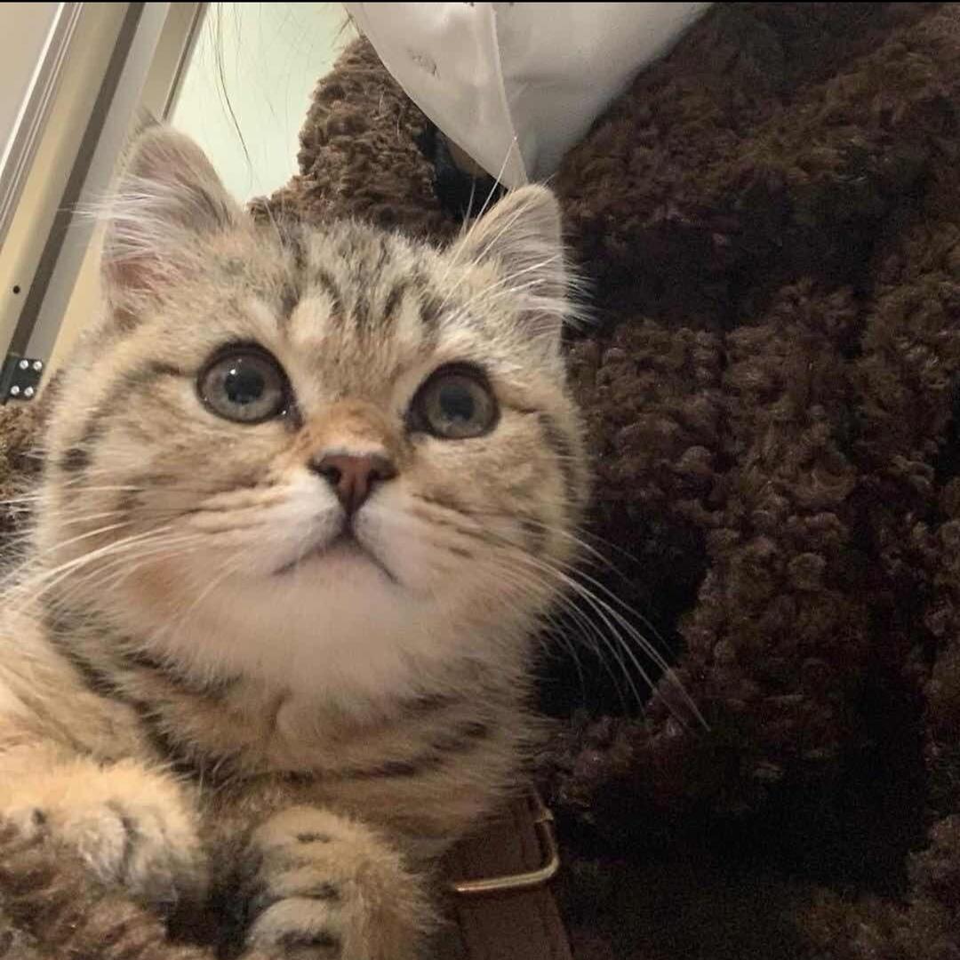 焦糖是只夹子猫