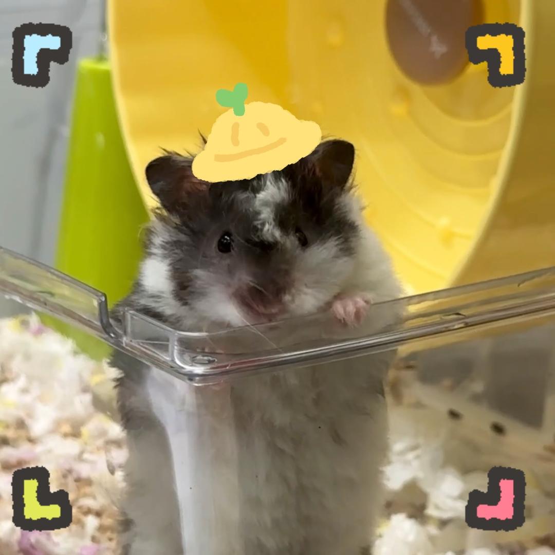 麦爆是只可爱鼠🐻