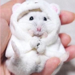 一只笨鼠