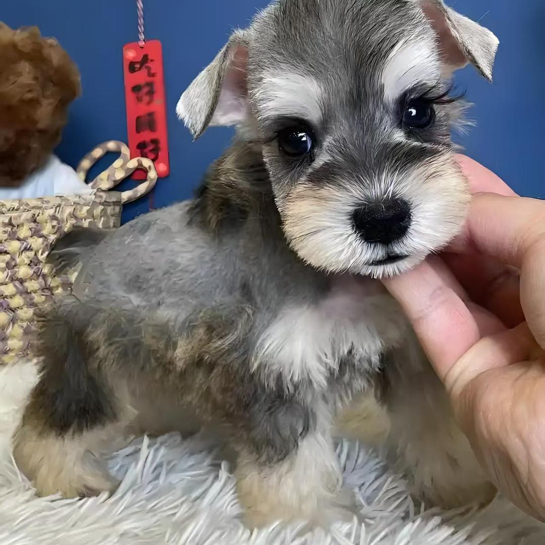 北京小多米姐姐家的雪纳瑞