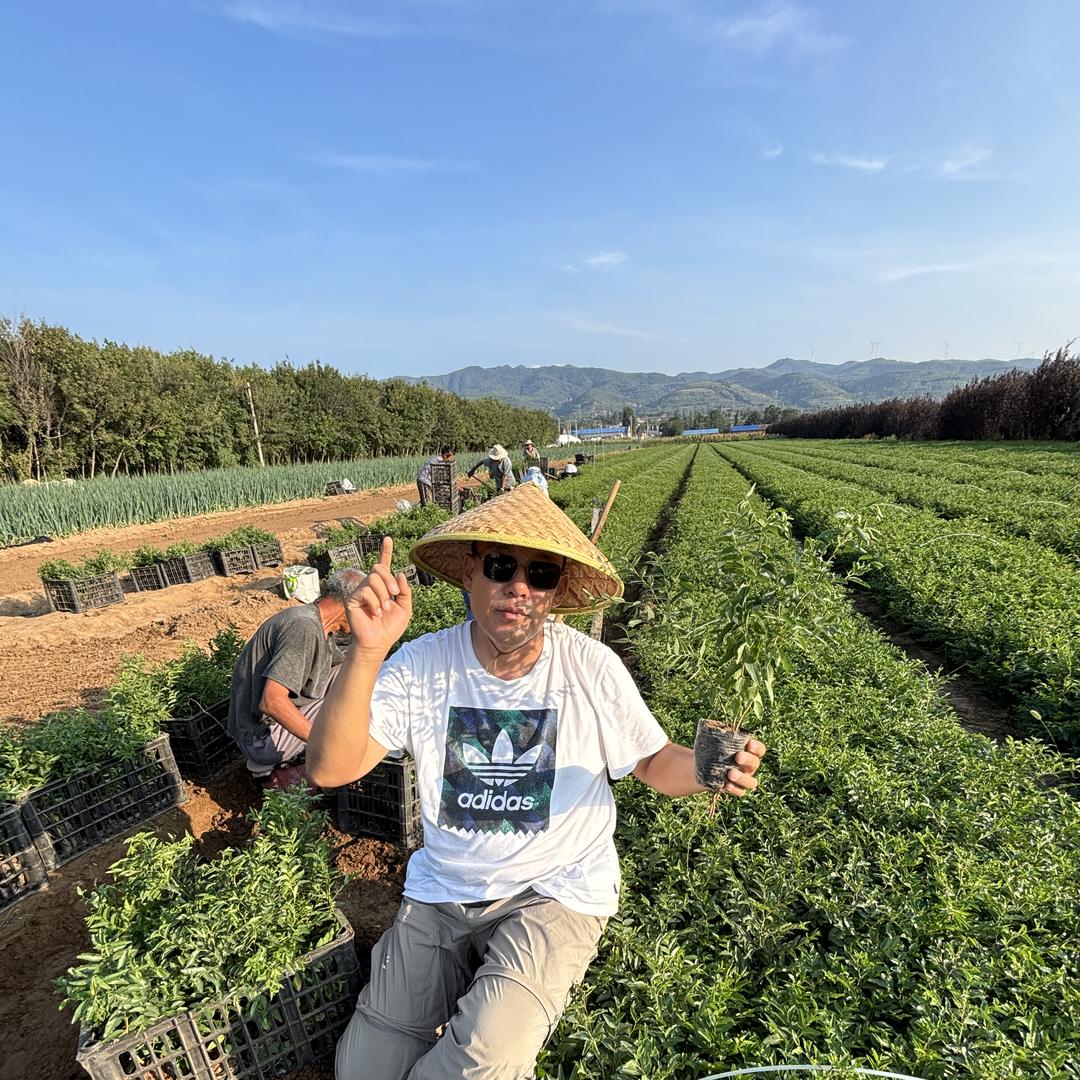 运城鑫森苗木培育基地
