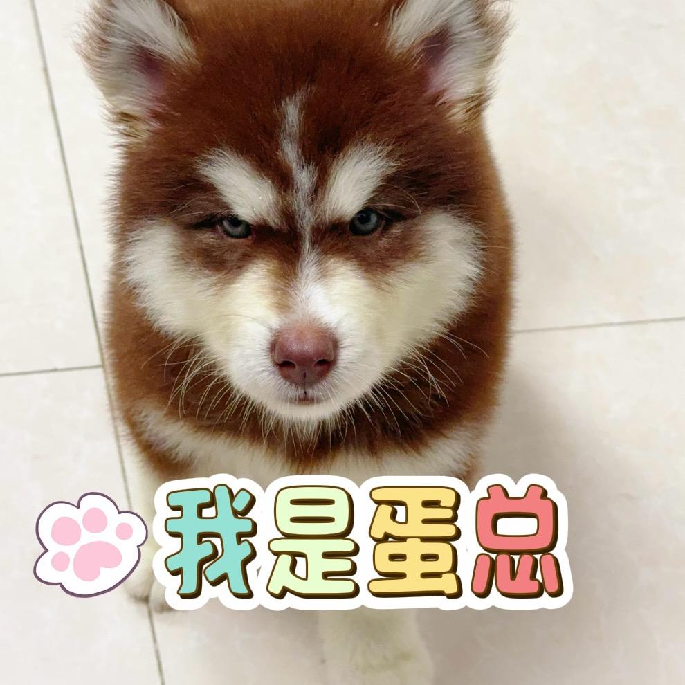 蛋总驾到🐶