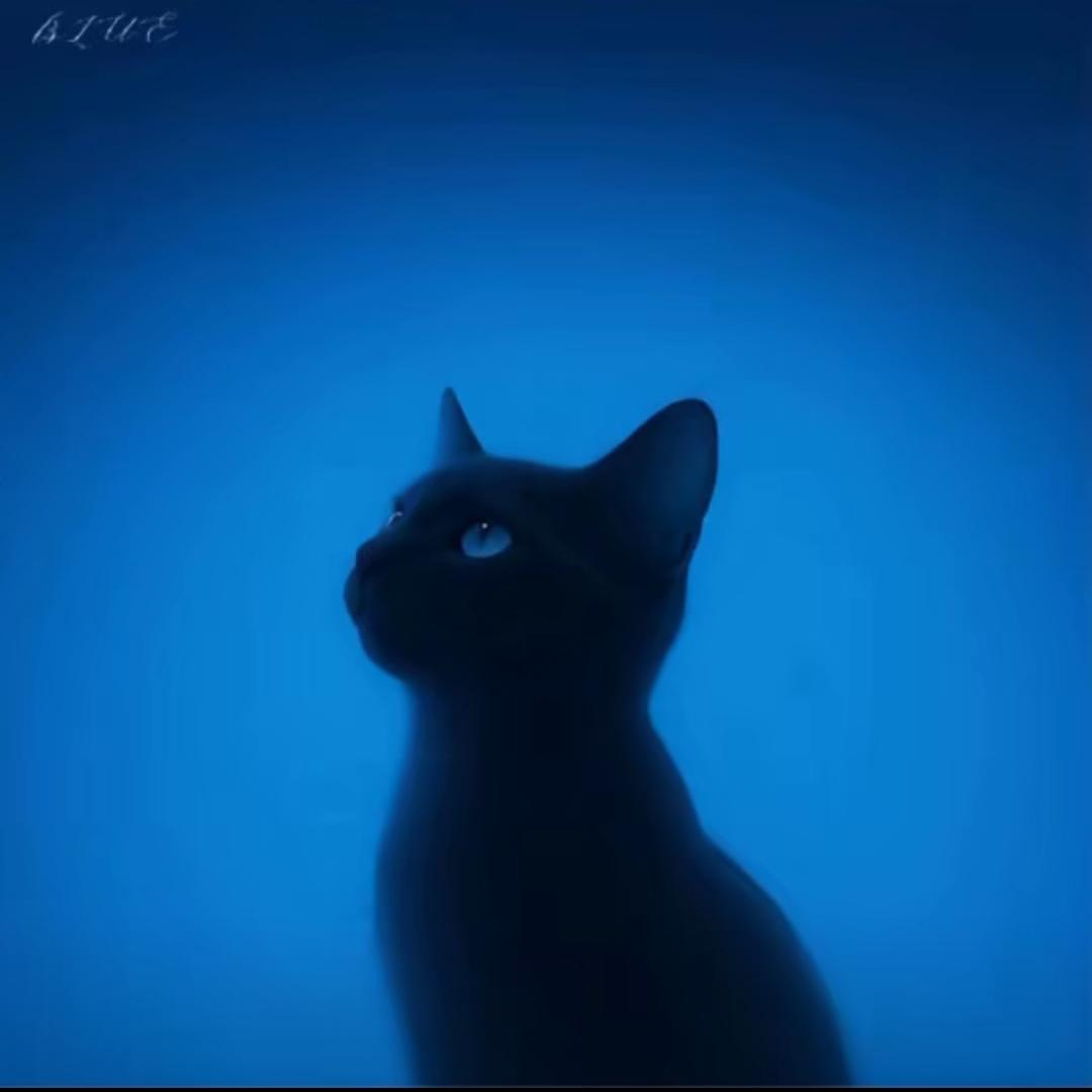 张金磊.