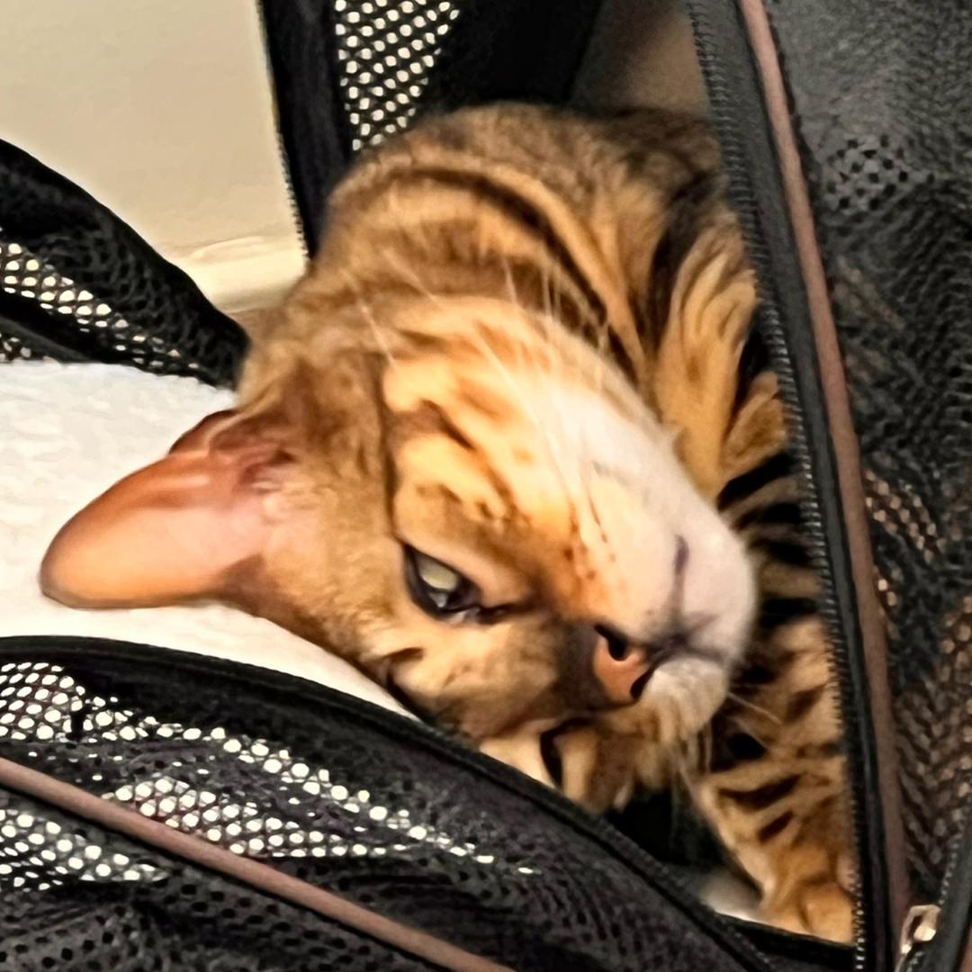 秀秀是只男豹猫