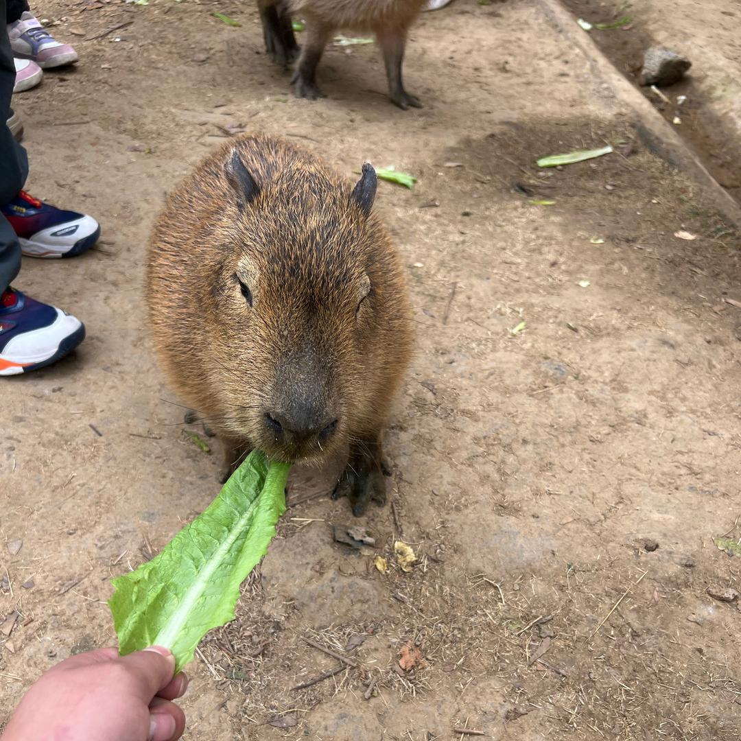卡皮巴哪