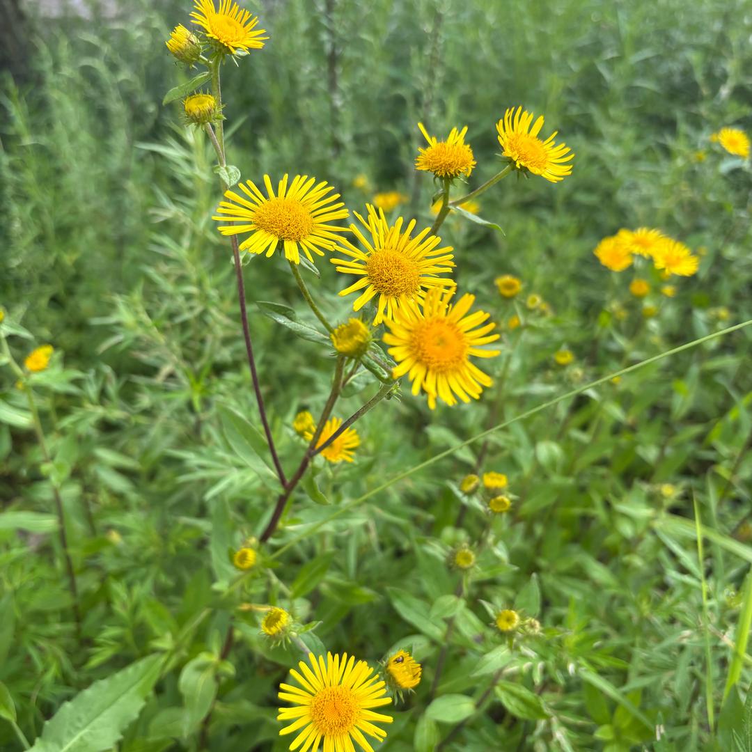 🌻自由浪漫小神仙🍡