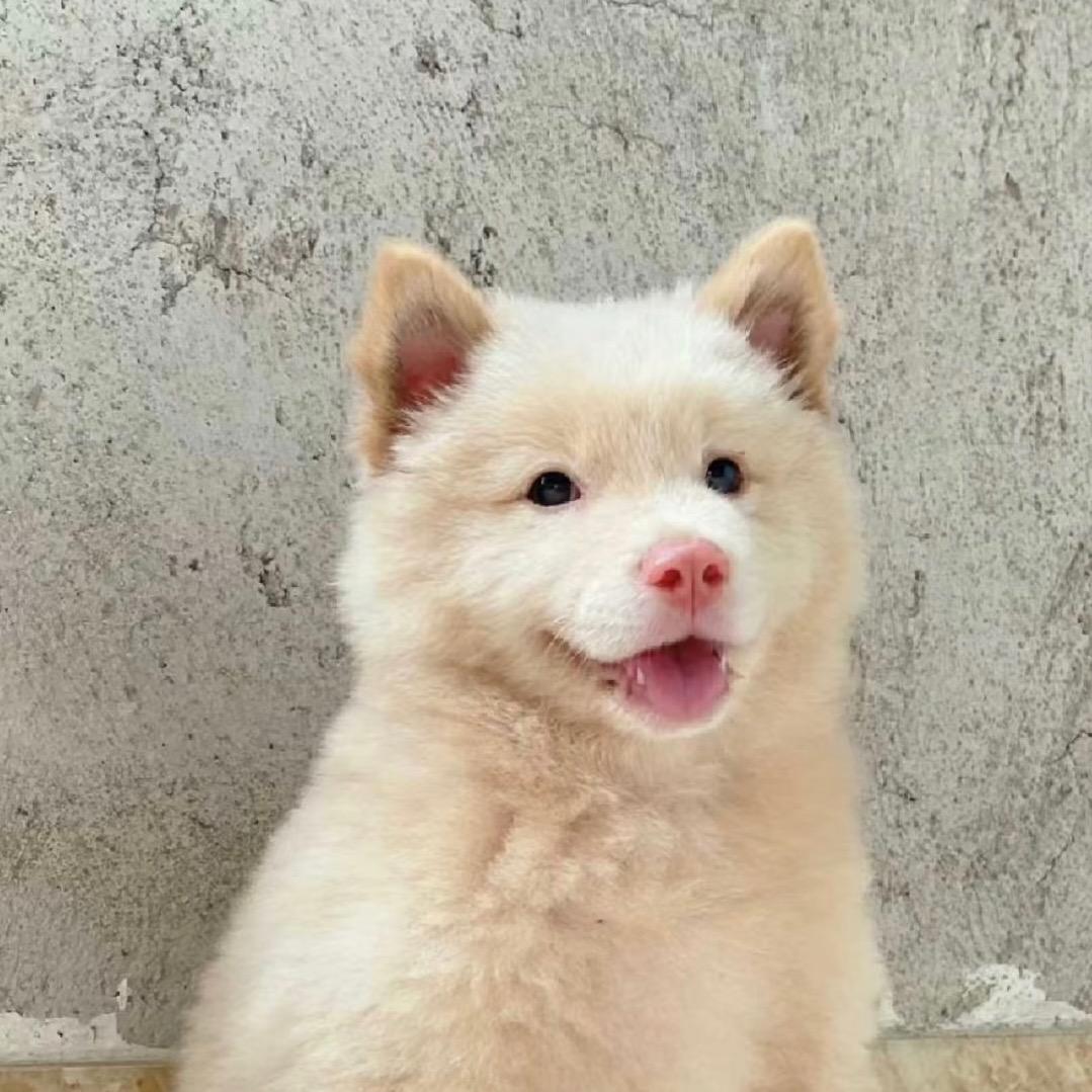 田园犬 （二哥）