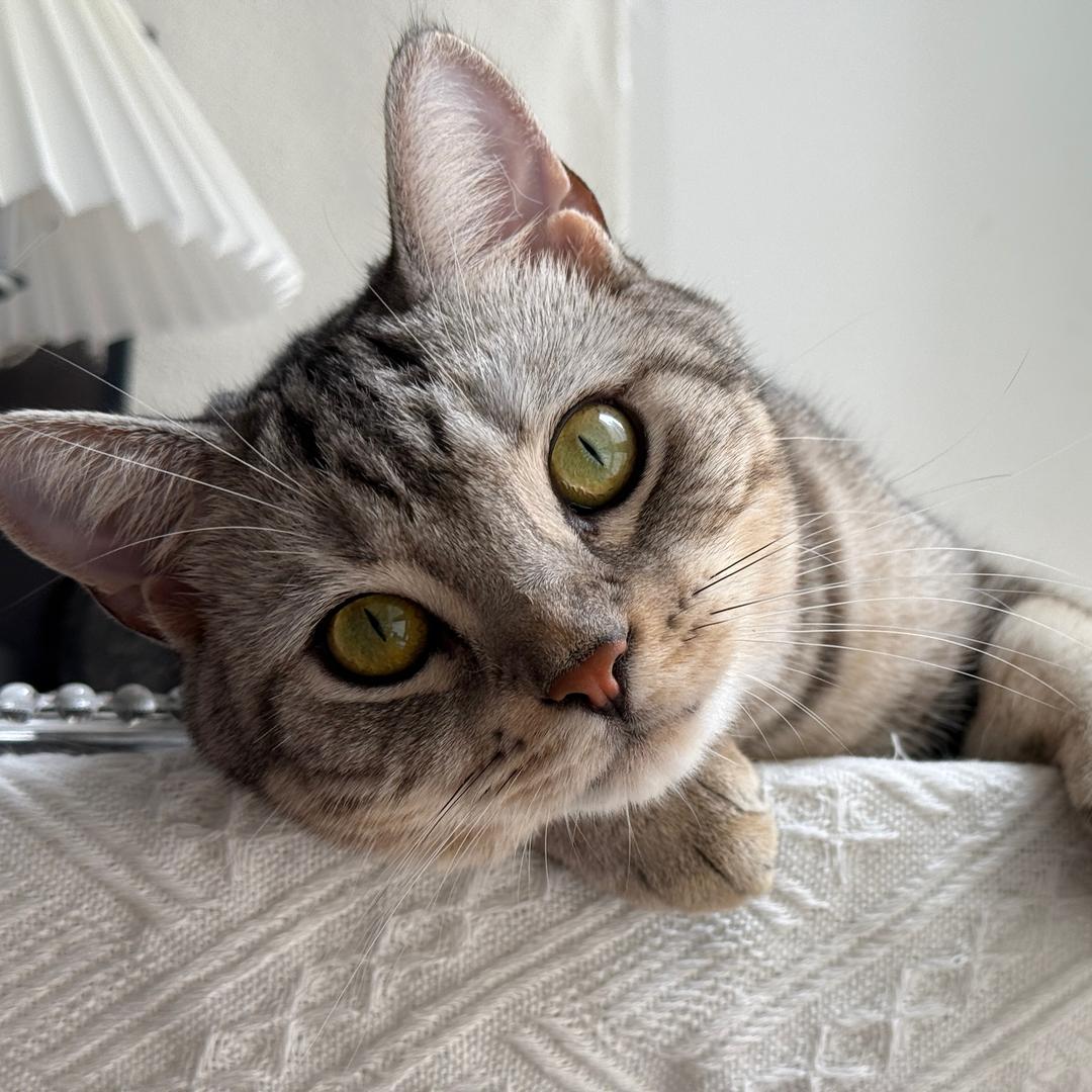 妮总的猫屋