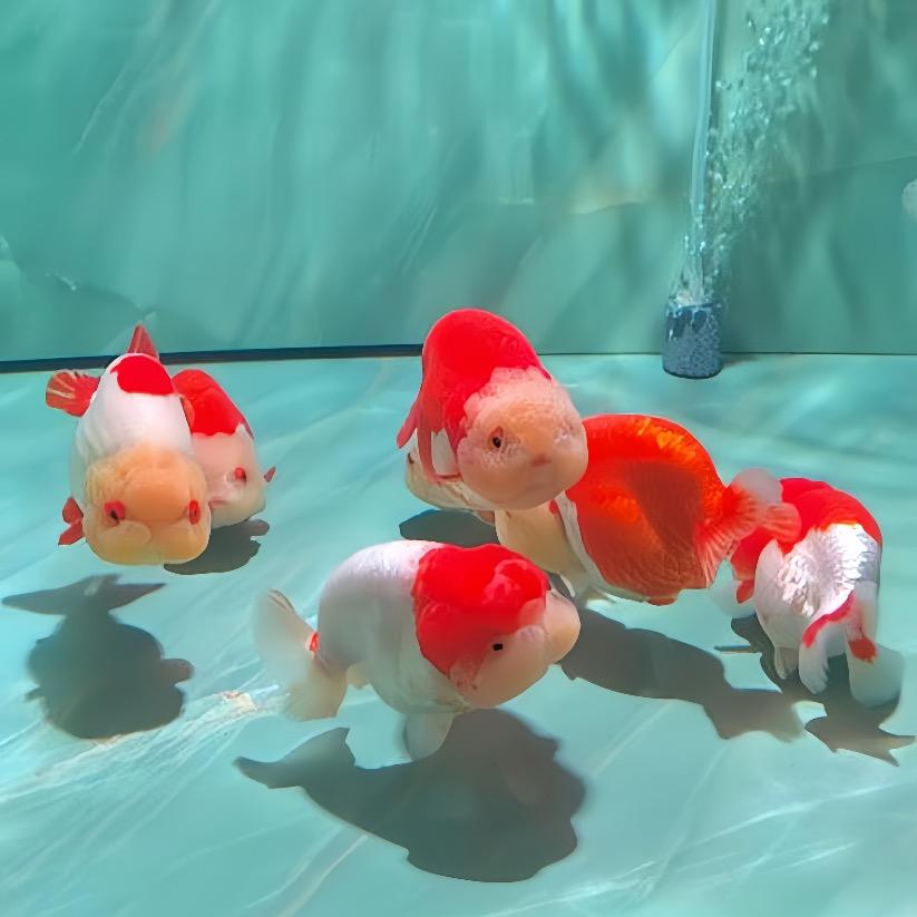 鱼墩墩🐟