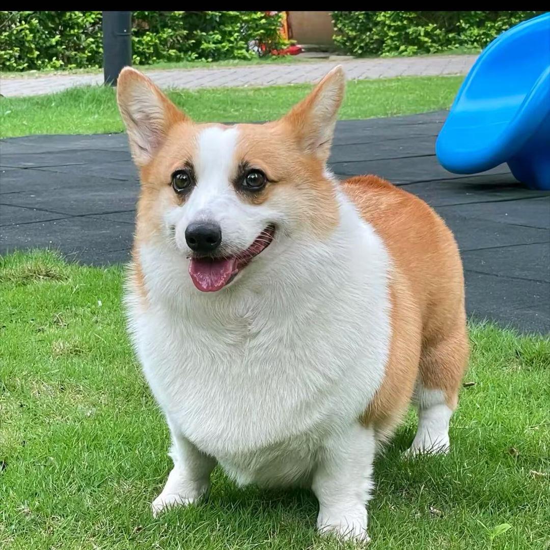 小赵有点帅
