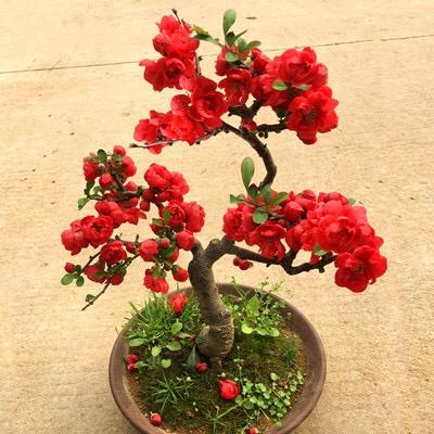 天香阁花卉苗圃