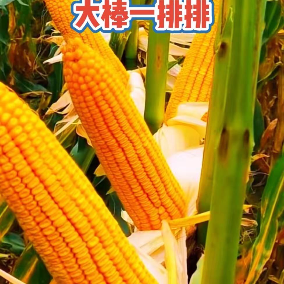 高产玉米种子厂家直销