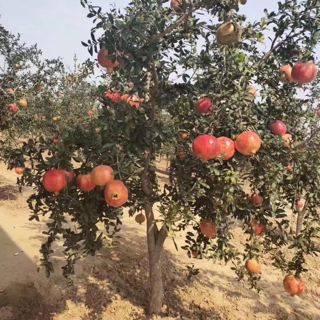 突尼斯软籽石榴树苗
