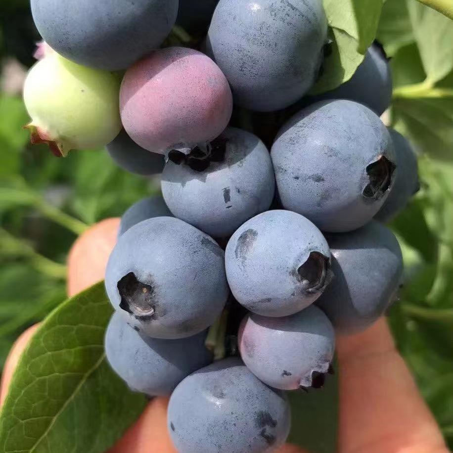 灌云县雅清阁花卉经营部（个体工商户）