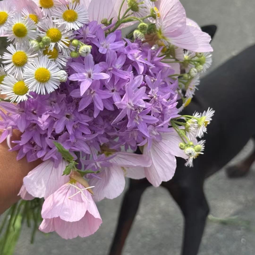 蜜蜂🐝∑