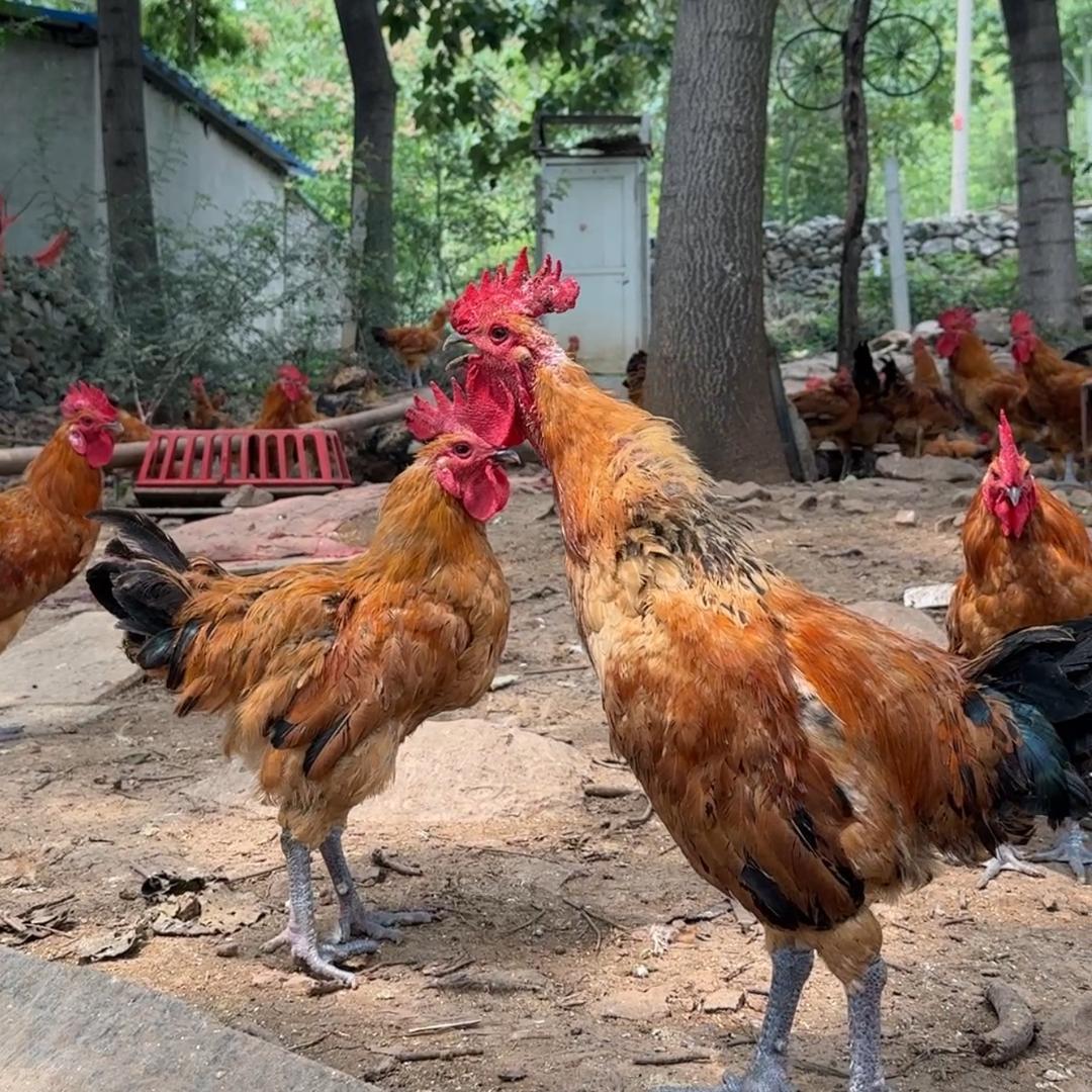 徐州老头子遛达鸡