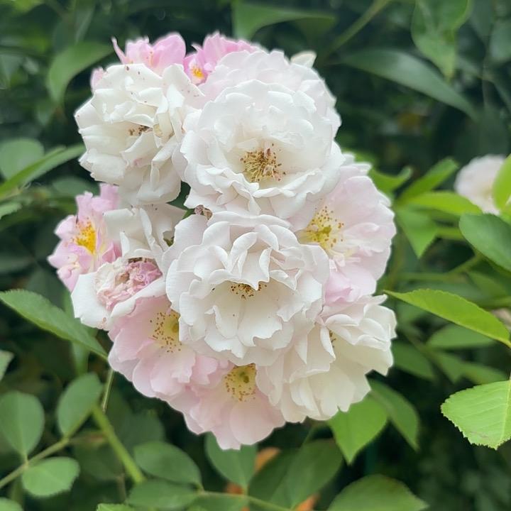 小燕鹦鹉