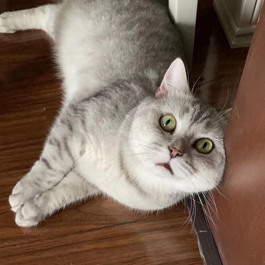 喵子贵贵贵贵贵…