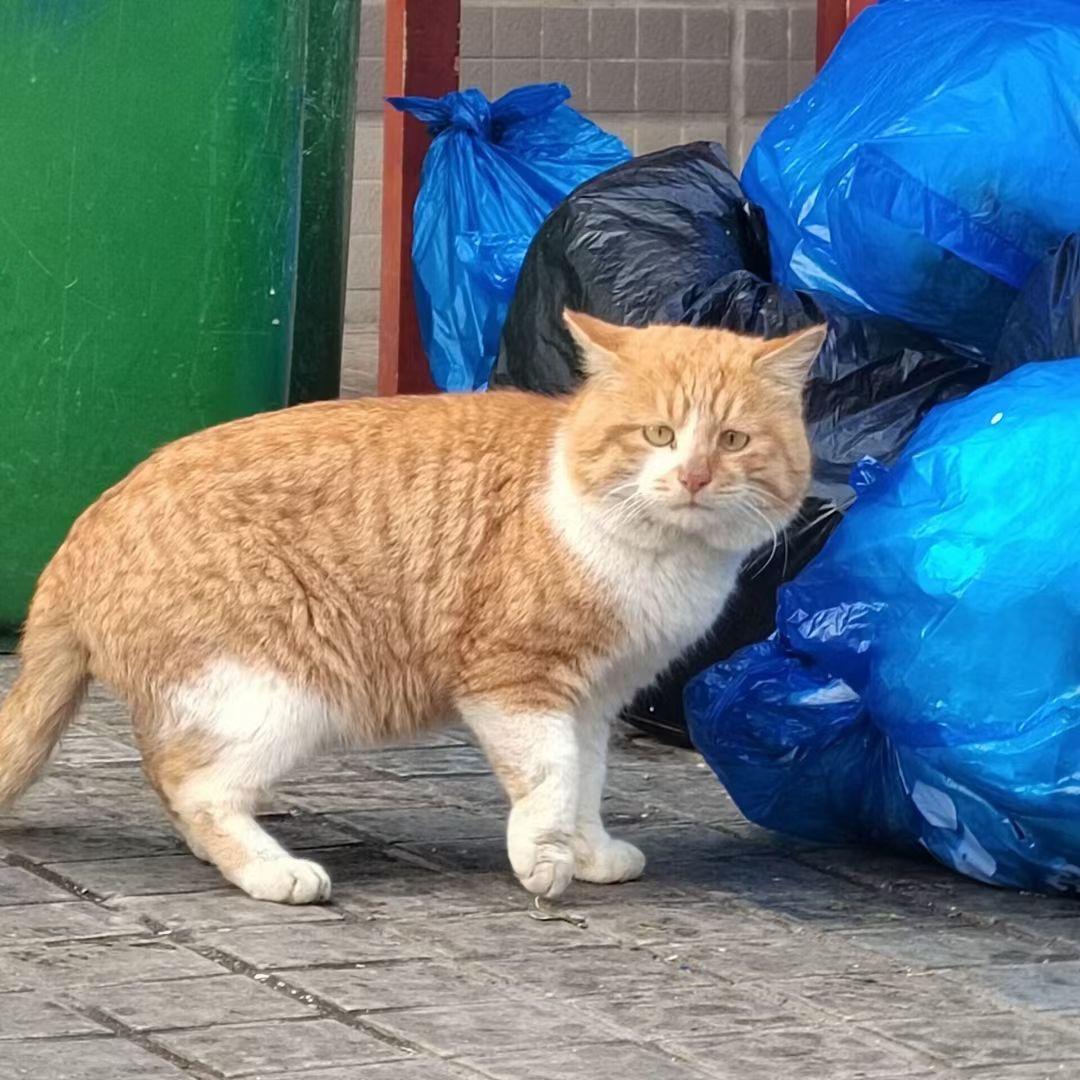 春信子