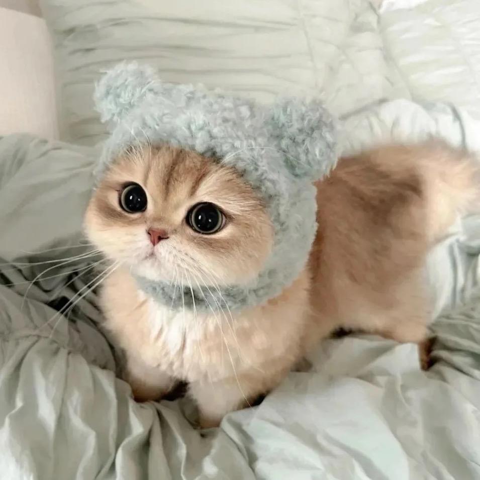 “屿li”猫舍