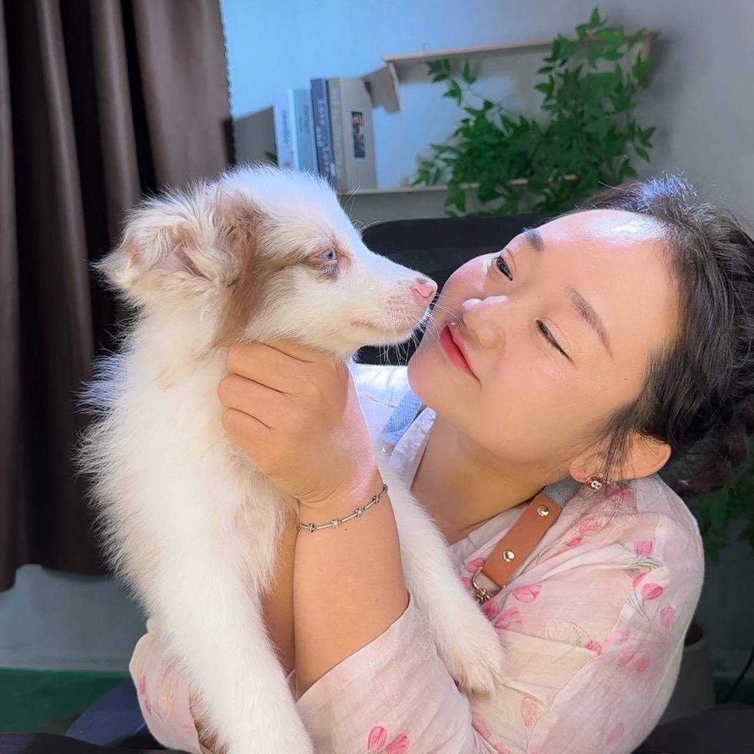 李阳家的小边牧