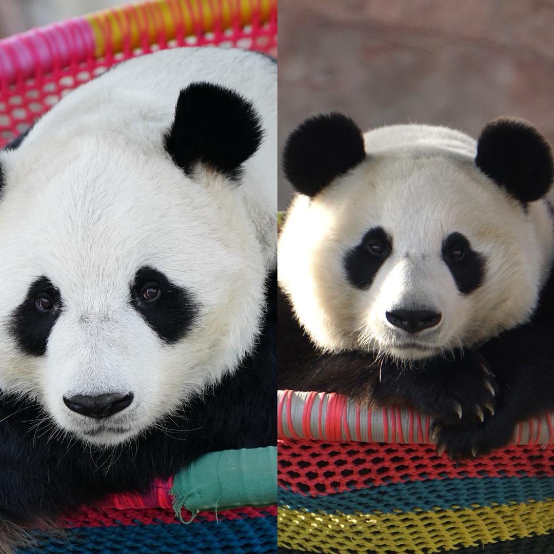 大熊猫震生云儿的日常