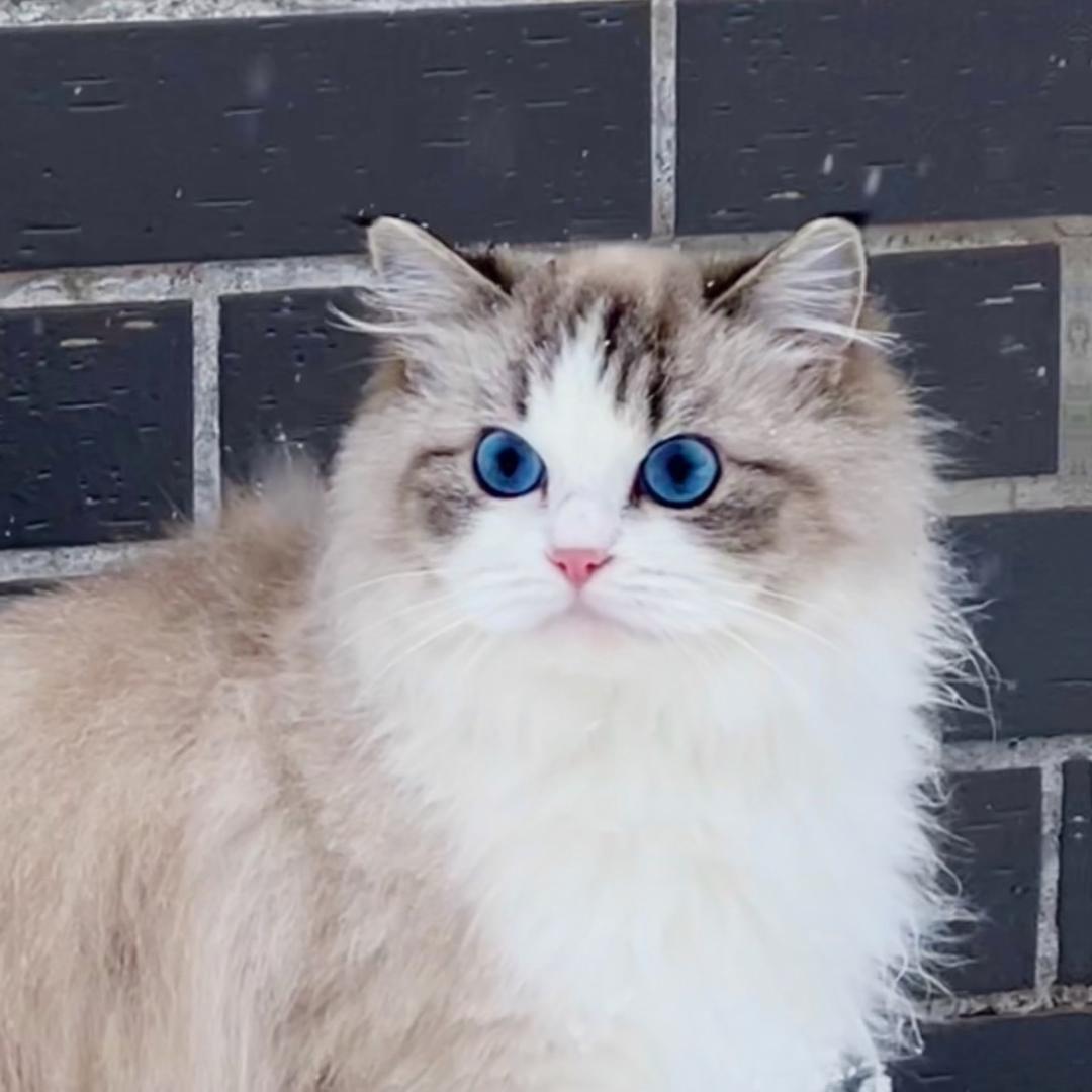 我的冤种老板开猫咖