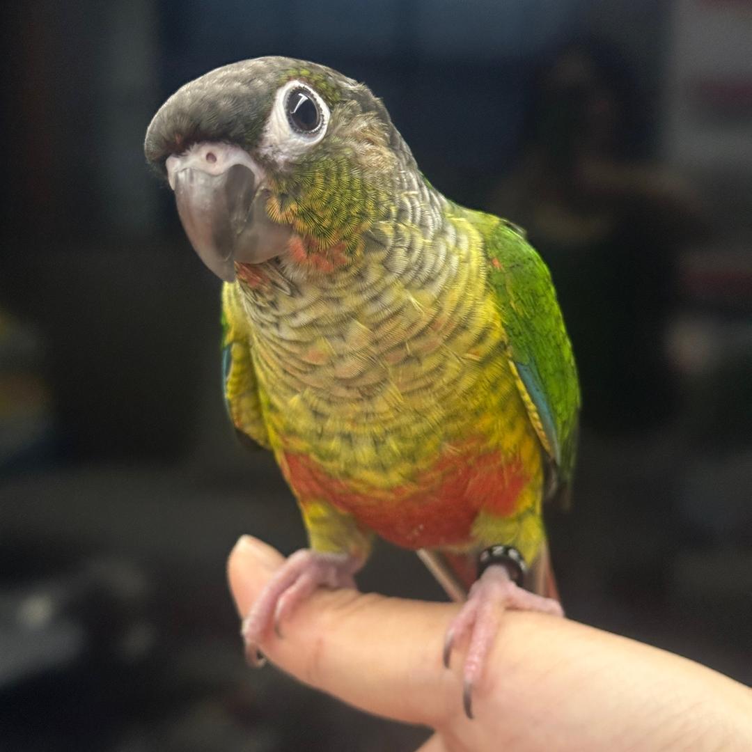是墩墩吖🦜