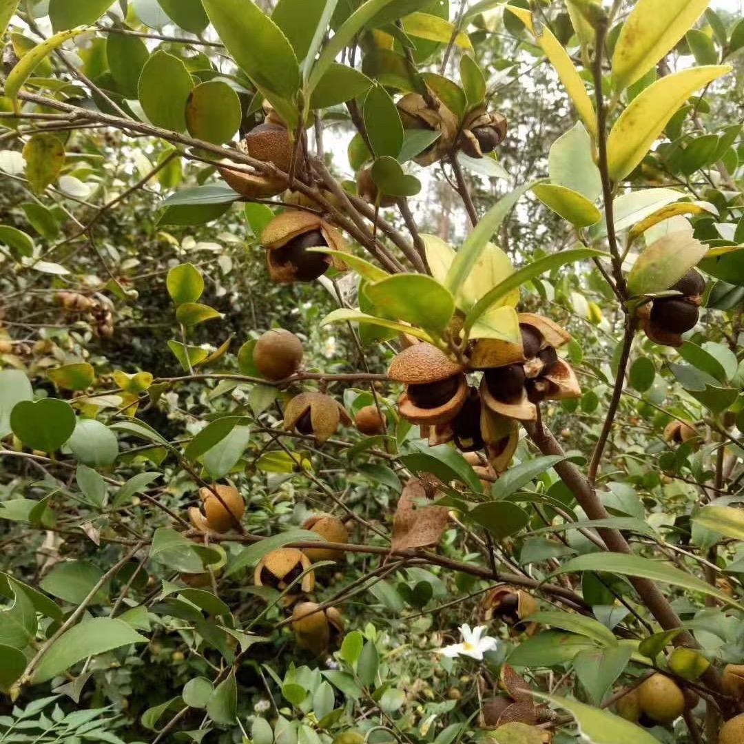 茶小妹（贝小可）