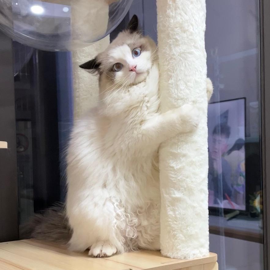 阿宋家的猫