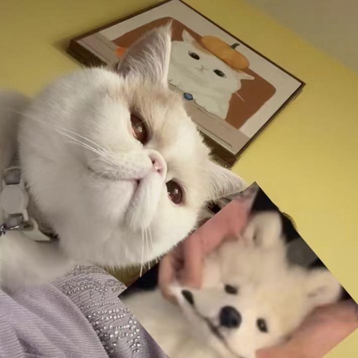 贝 贝。
